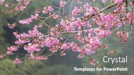  Presentation with bloom - Presentation design enhanced with sakura-tree-in-bloom-over background and a gray colored foreground