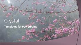 Presentation with bloom - Slide set featuring sakura-tree-in-bloom-over background and a gray colored foreground