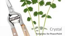  Presentation with herb - Presentation design featuring salad-burnet-herb-leaf-sprigs background and a white colored foreground