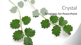  Presentation with salad - PPT theme featuring salad-burnet-pimpinelle-isolated background and a white colored foreground