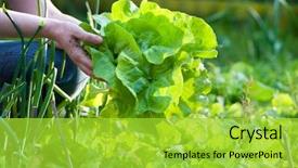  Presentation with salad - PPT theme with salad from her vegetable garden background and a yellow colored foreground