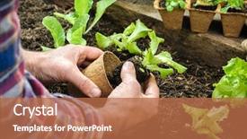  Presentation with salad - Beautiful presentation featuring salad in the vegetable garden backdrop and a coral colored foreground