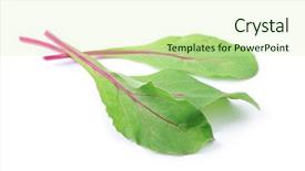 Presentation with salad - Cool new slide set with salad isolated on white chard backdrop and a soft green colored foreground