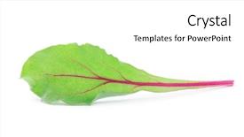  Presentation with salad - PPT theme enhanced with salad isolated on white chard background and a  colored foreground