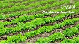  Presentation with salad - Audience pleasing presentation design consisting of salad rows in the garden backdrop and a  colored foreground