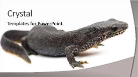  Presentation with alpine - Beautiful PPT theme featuring salamander - alpine newt ichthyosaura alpestris formerly backdrop and a white colored foreground