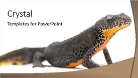  Presentation with alpine - Slides consisting of salamander - alpine newt ichthyosaura alpestris formerly background and a white colored foreground