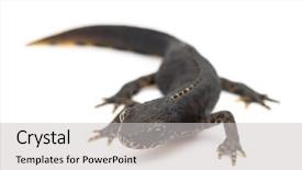  Presentation with alpine - Presentation with salamander - alpine newt ichthyosaura alpestris formerly background and a light gray colored foreground