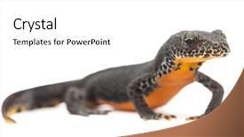  Presentation with white pigeon against the blue - Presentation enhanced with salamander - alpine newt ichthyosaura alpestris formerly background and a white colored foreground
