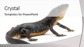  Presentation with alpine - PPT theme consisting of salamander - alpine newt ichthyosaura alpestris formerly background and a white colored foreground