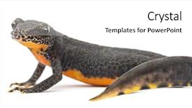  Presentation with alpine skiing - Presentation theme with salamander - alpine newt ichthyosaura alpestris formerly background and a white colored foreground