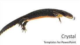  Presentation with bubble - Amazing PPT theme having salamander - alpine newt making bubble ichthyosaura backdrop and a white colored foreground