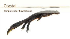  Presentation with white pigeon against the blue - Theme featuring salamander - alpine newt surfacing ichthyosaura alpestris background and a cream colored foreground