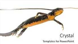  Presentation with alpine - Beautiful PPT theme featuring salamander - alpine newt swimming ichthyosaura alpestris backdrop and a white colored foreground