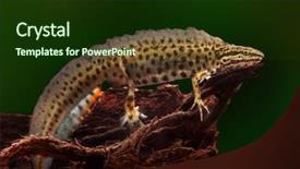  Presentation with water conservation - Presentation theme featuring salamander - common or smooth newt male background and a tawny brown colored foreground