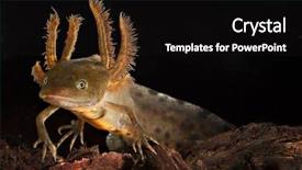  Presentation with larva - Slides having salamander - crested newt larva showing its background and a black colored foreground