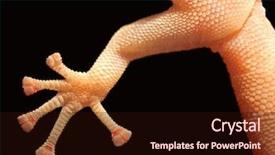  Presentation with black women no relationship - Audience pleasing PPT layouts consisting of salamander - macro of the foot backdrop and a wine colored foreground