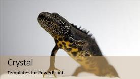  Presentation with underwater - Presentation having salamander - male crested newt adult close background and a coral colored foreground