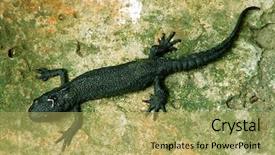 Presentation with old stone age - Amazing PPT theme having salamander on old stone surface backdrop and a yellow colored foreground