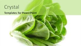  Presentation with lettuce - Slide deck enhanced with salanova-lettuce-on-white-background background and a yellow colored foreground
