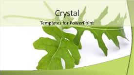  Presentation with rocket - Theme having salat - close up studio shot background and a soft green colored foreground