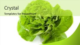  Presentation with crop - Cool new PPT theme with salat - fresh wet butterhead lettuce crop backdrop and a  colored foreground