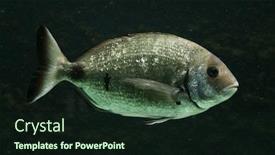  Presentation with fish - PPT theme enhanced with salema porgy fish sarpa salpa background and a wine colored foreground