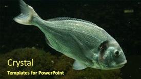  Presentation with fish - Cool new presentation design with salema porgy fish sarpa salpa backdrop and a wine colored foreground