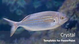  Presentation with fish - Colorful presentation design enhanced with salema porgy fish sarpa salpa backdrop and a ocean colored foreground