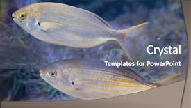  Presentation with fish - Audience pleasing presentation theme consisting of salema porgy fish sarpa salpa backdrop and a gray colored foreground