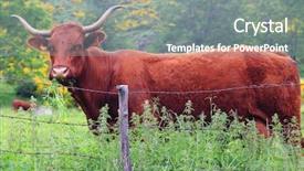  Presentation with pasture - PPT layouts having salers cow in the pasture background and a gray colored foreground