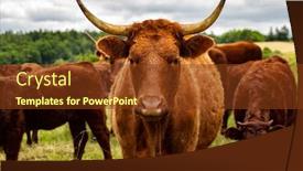  Presentation with pasture - PPT theme consisting of salers-cows-in-their-pasture background and a tawny brown colored foreground
