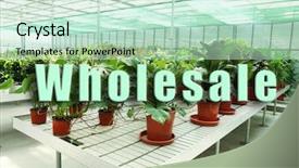  Presentation with wholesale - Presentation design enhanced with sales inventory - wholesale concept huge greenhouse background and a soft green colored foreground