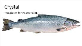  Presentation with atlantic - Amazing theme having deadline on small chalkboard deadline backdrop and a dark gray colored foreground