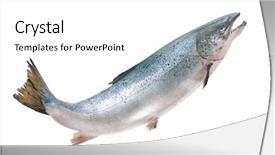  Presentation with atlantic - PPT layouts featuring salmo salar atlantic salmon background and a white colored foreground