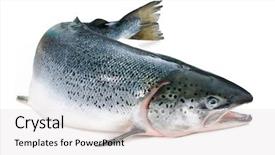  Presentation with atlantic - Theme enhanced with salmo salar atlantic salmon background and a light gray colored foreground