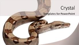  Presentation with salmon - Theme with salmon boa constrictor boa constrictor 2 months old in front of white background background and a light gray colored foreground