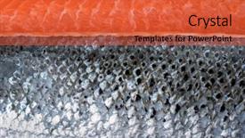  Presentation with salmon fish - PPT layouts having salmon fillet with silver fish background and a red colored foreground