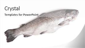  Presentation with trout - Beautiful slides featuring salmon fish - gutted trout isolated on white backdrop and a white colored foreground