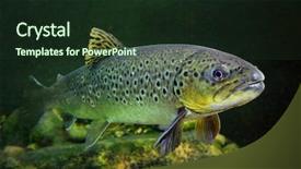  Presentation with lake fish - Beautiful slides featuring salmon fish - underwater photo of the brown backdrop and a tawny brown colored foreground