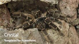 Presentation with wildlife - Amazing presentation theme having salmon pink bird-eating tarantula backdrop and a violet colored foreground