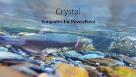  Presentation with salmon - Colorful slide set enhanced with salmon-spawning-in-alaska-river backdrop and a seafoam green colored foreground