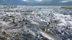  Presentation with salmon - Slide set enhanced with salmon-spawning-in-alaska-river background and a light blue colored foreground