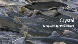  Presentation with salmon - Theme enhanced with salmon-spawning-in-alaska-river background and a dark gray colored foreground