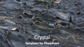  Presentation with salmon - Presentation having salmon-spawning-in-alaska-river background and a dark gray colored foreground