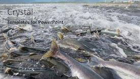  Presentation with salmon - Slide deck with salmon-spawning-in-alaska-river background and a light blue colored foreground