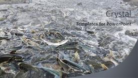  Presentation with salmon - PPT layouts having salmon-spawning-in-alaska-river background and a light gray colored foreground