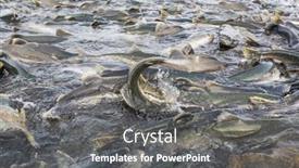  Presentation with salmon - Theme featuring salmon-spawning-in-alaska-river background and a  colored foreground