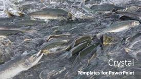  Presentation with salmon - Presentation enhanced with salmon-spawning-in-alaska-river background and a gray colored foreground