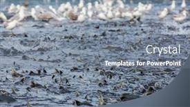  Presentation with salmon - Presentation featuring salmon-spawning-in-alaska-river background and a  colored foreground